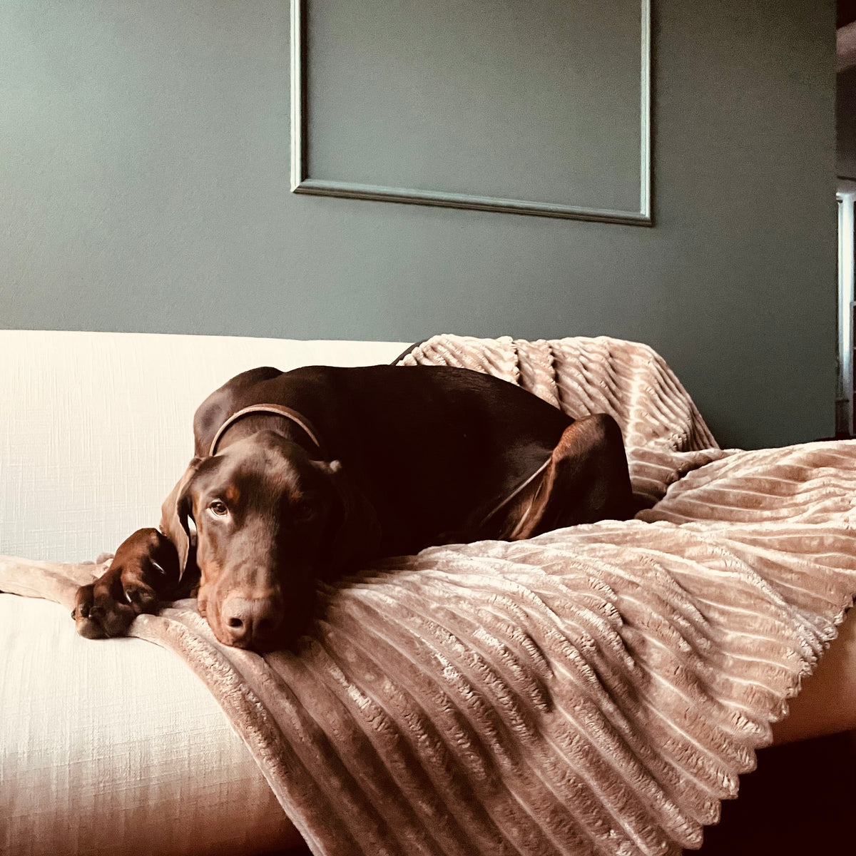 Cozy🐾Paws Sofadecke für dein Zuhause oder unterwegs