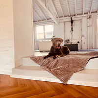 Cozy🐾Paws Sofadecke für dein Zuhause oder unterwegs