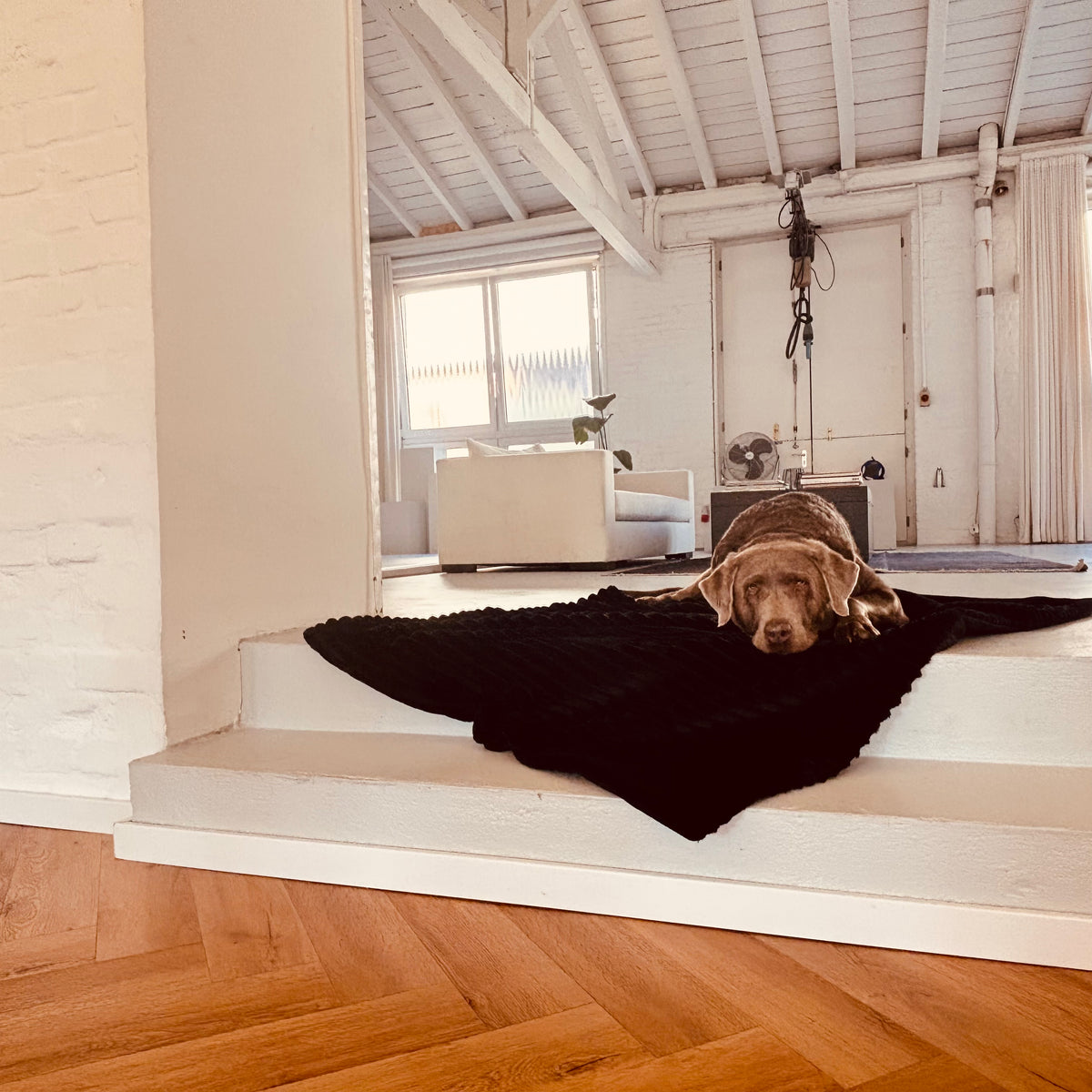 Cozy🐾Paws Sofadecke für dein Zuhause oder unterwegs