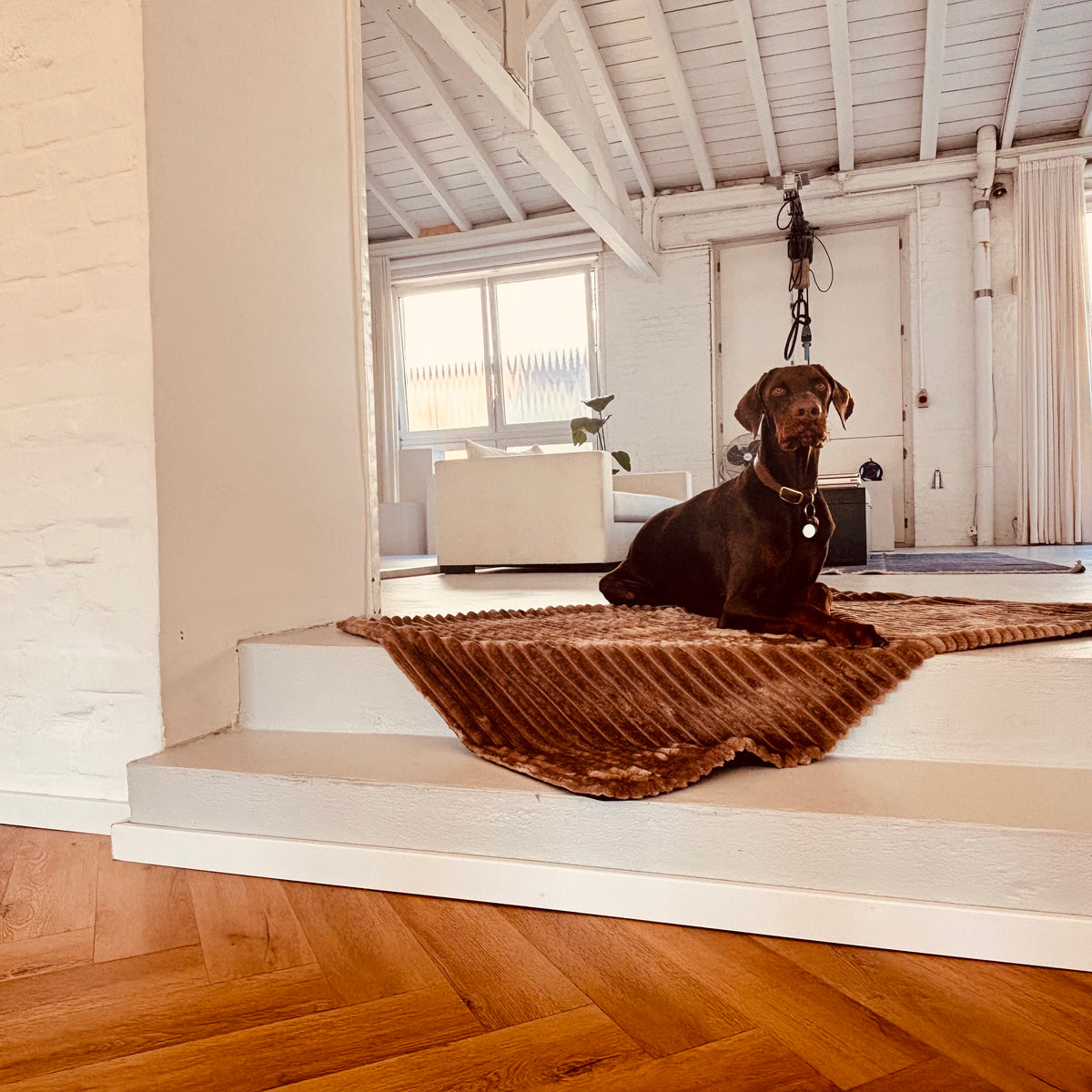 Cozy🐾Paws Sofadecke für dein Zuhause oder unterwegs