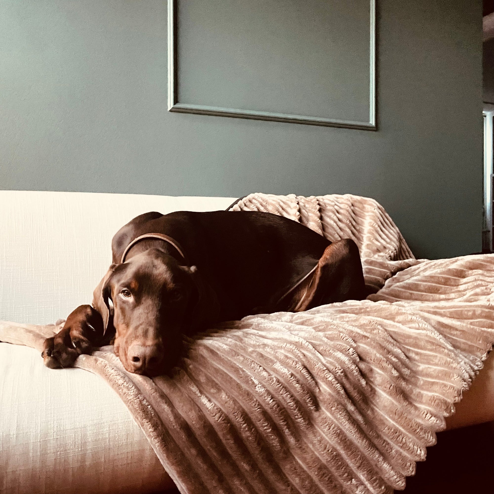 Sofadecke Cozy🐾Paws